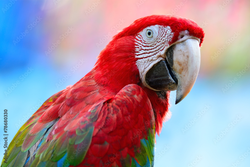 Greenwinged Macaw