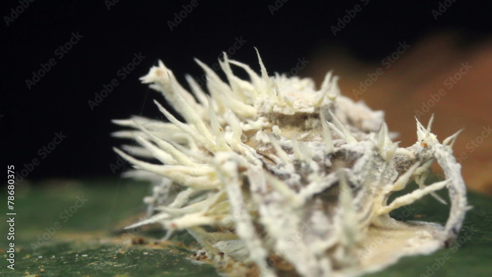 Cordyceps fungus infecting a fly in rainforest, Ecuador Cordyceps fungus infecting a fly in rainforest, Ecuador