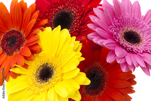 Gerbera Flower Isolated on White Background