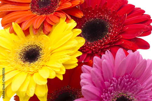 Gerbera Flower Isolated on White Background