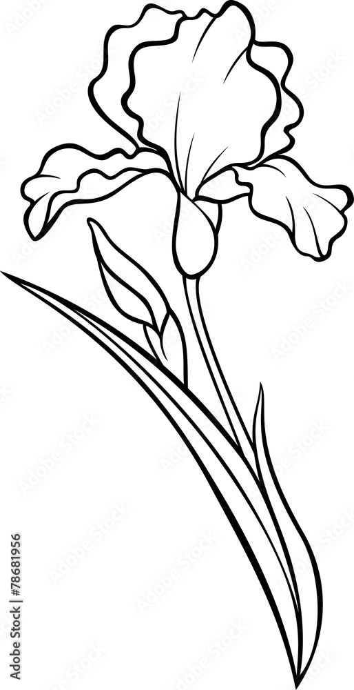 Top 197 + Iris flower drawing tattoo - Spcminer.com