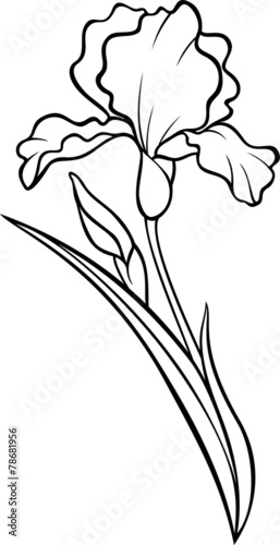 Fototapeta Naklejka Na Ścianę i Meble -  Iris flower silhouette. Vector tattoo illustration