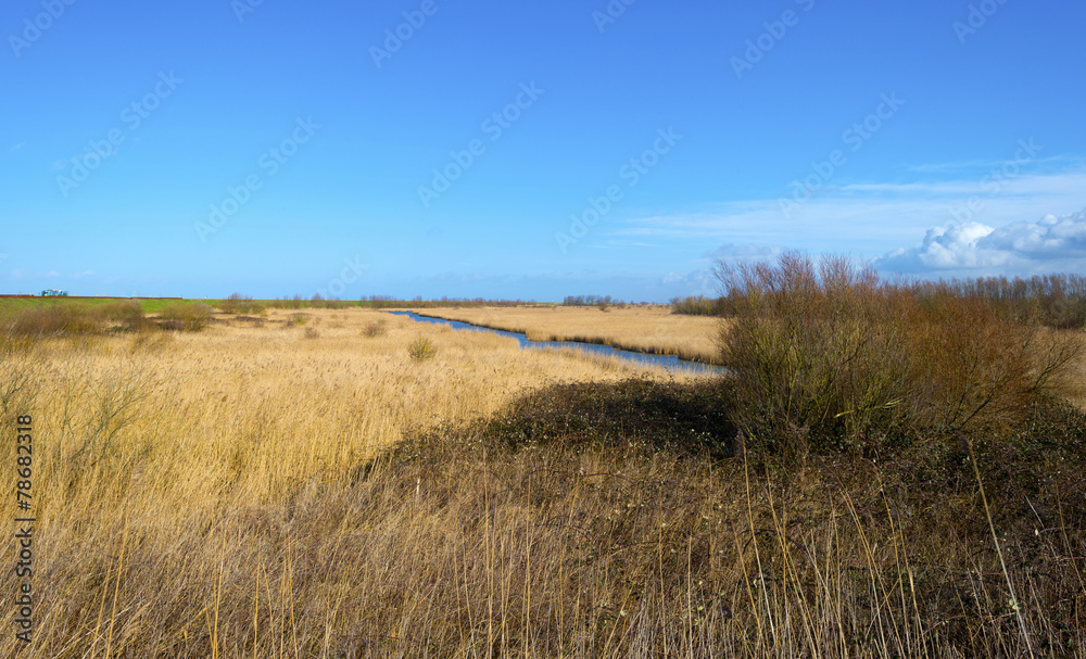 Fields with reed along the shore of a canal