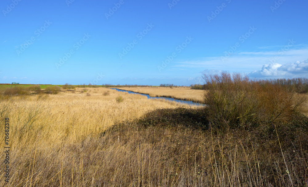 Fields with reed along the shore of a canal Fields with reed along the shore of a canal