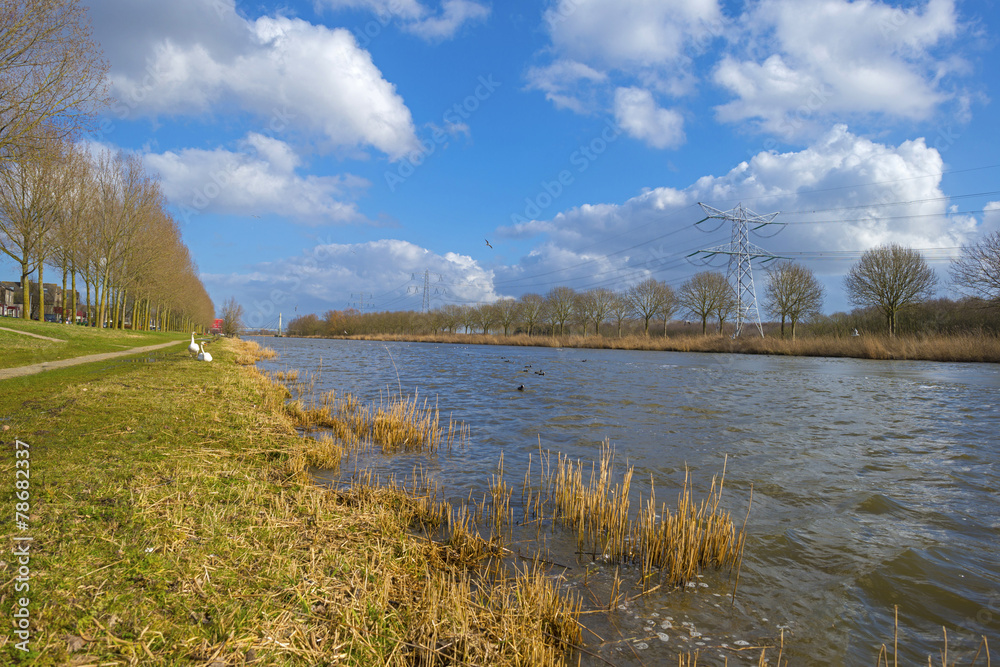 Swans on the shore of a canal in winter Swans on the shore of a canal in winter