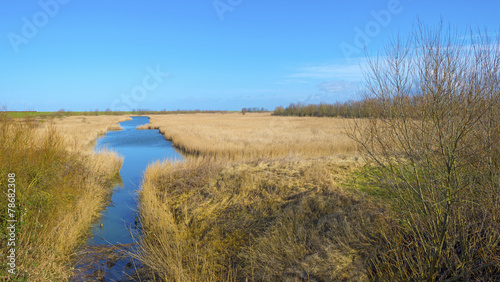 Fields with reed along the shore of a canal