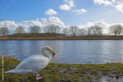 Swan on the shore of a canal in winter