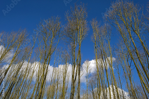 Fototapeta Naklejka Na Ścianę i Meble -  Bare trees under a sunny sky in winter
