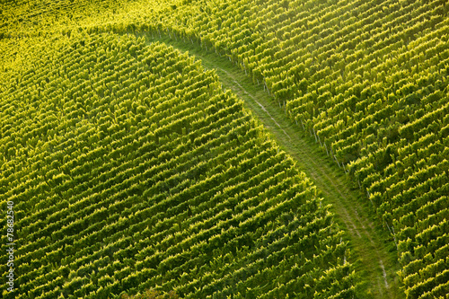 Vine rows in perfect sunlight