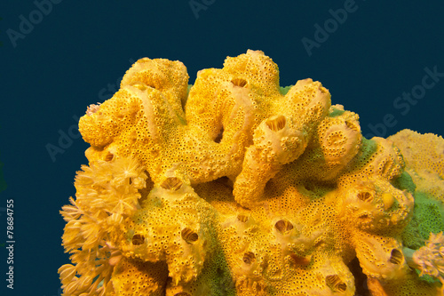 coral reef with great yellow sea sponge in tropical sea