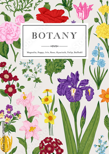 Fototapeta Naklejka Na Ścianę i Meble -  Botany. Vintage floral card.