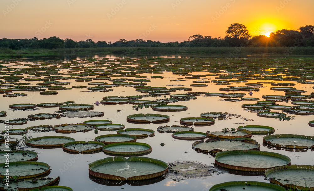 Fototapeta premium Sunset in pantanal wetlands with pond and victoria regia