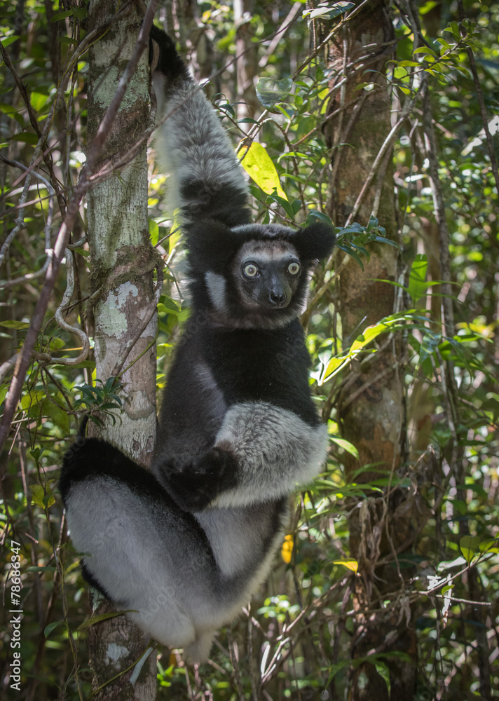 Fototapeta premium Indri, the largest lemur of Madagascar