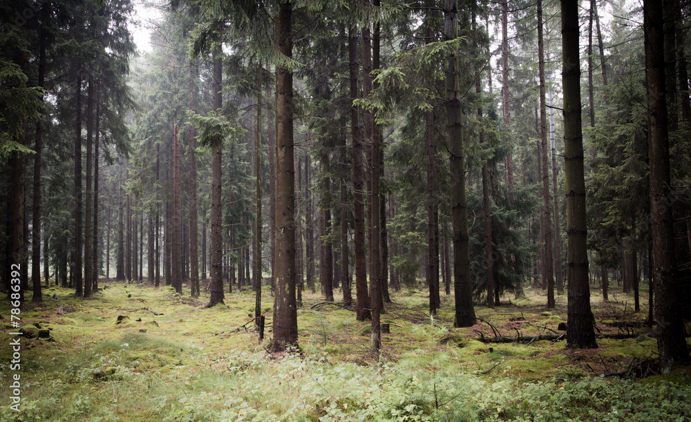 Fototapeta premium Wald - Soltau