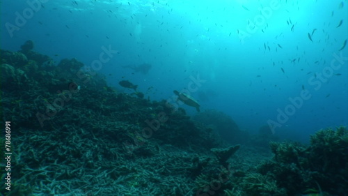 Wallpaper Mural Swimming Turtle Torontodigital.ca