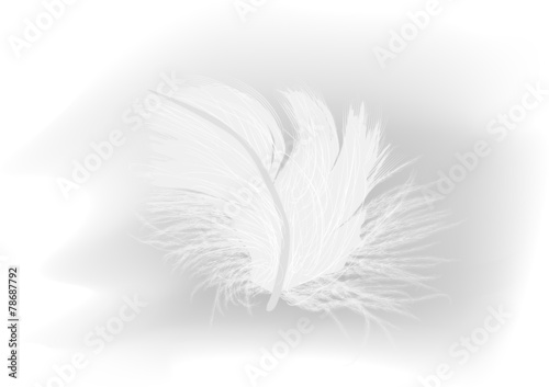 white feather on light grey background