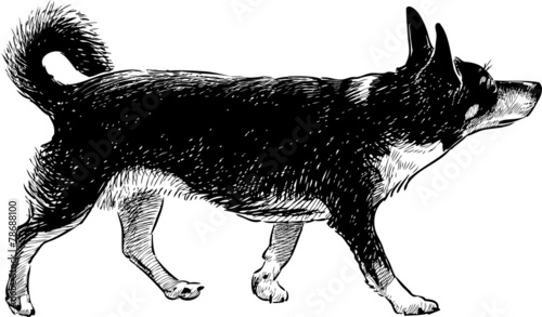 funny black hound