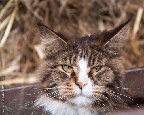 Maine Coon Katze