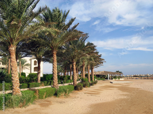Пляж и пальмы в Египте