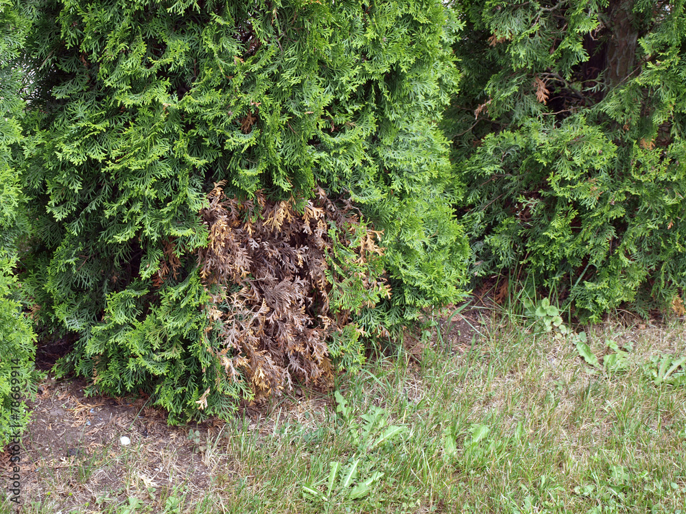 Obraz premium Thuja disease