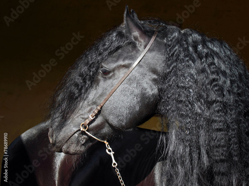 Portrait of black horse with long mane #78689910
