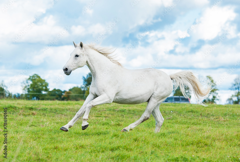 White horse running on the pasture in summer White horse running on the pasture in summer