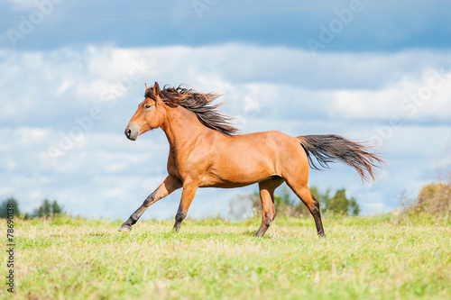 Bay horse running on the pasture in summer