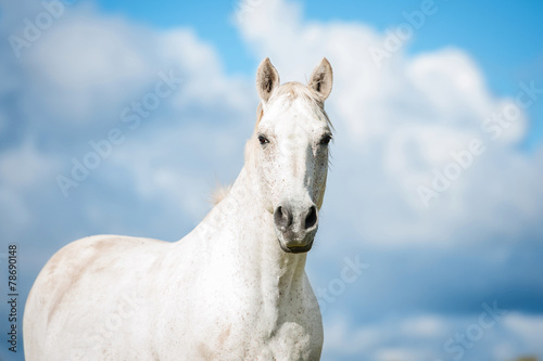 Portrait of white horse on blue sky background