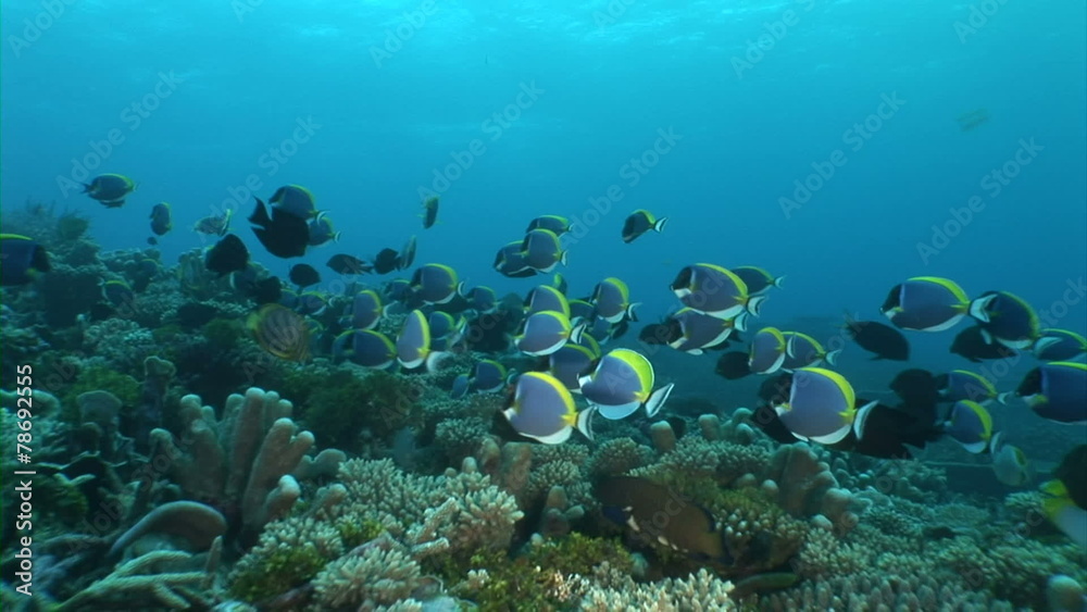 school of powder blue surgeonfish in coral reef school of powder blue surgeonfish in coral reef