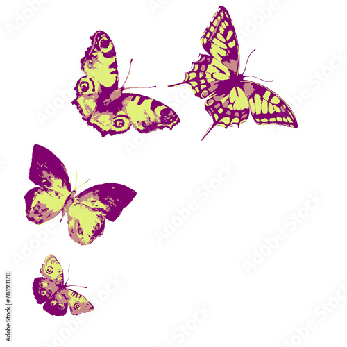 butterfly