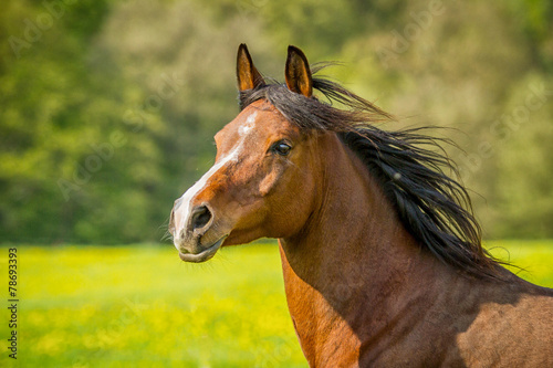 Araber Portrait in Bewegung