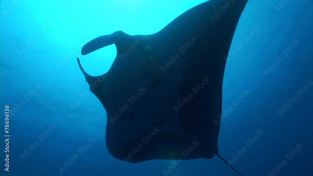 Manta ray Swimming