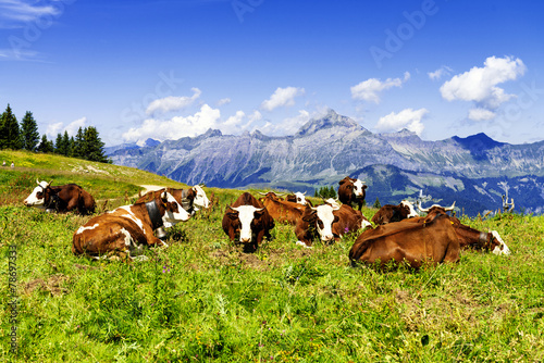 Alpine cows