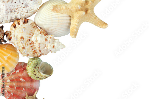 seashells isolated
