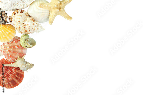 seashells isolated