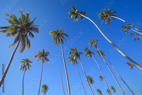 coconut trees which flourish with blue sky
