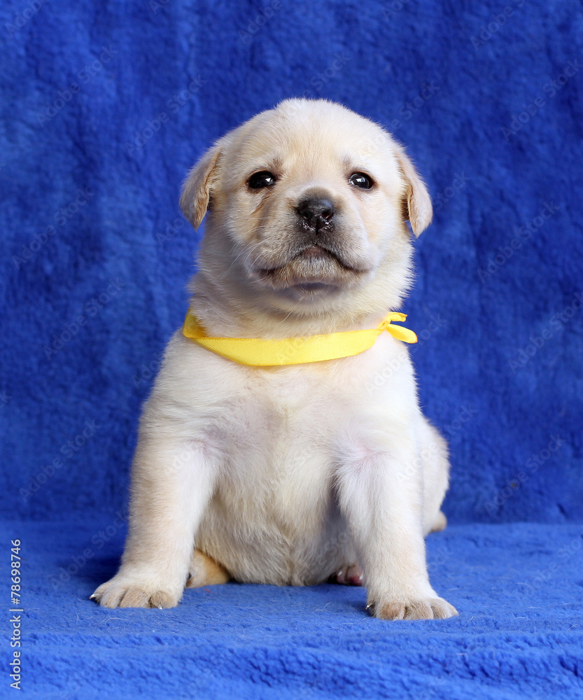 proud yellow labrador puppy laying on the blue background proud yellow labrador puppy laying on the blue background