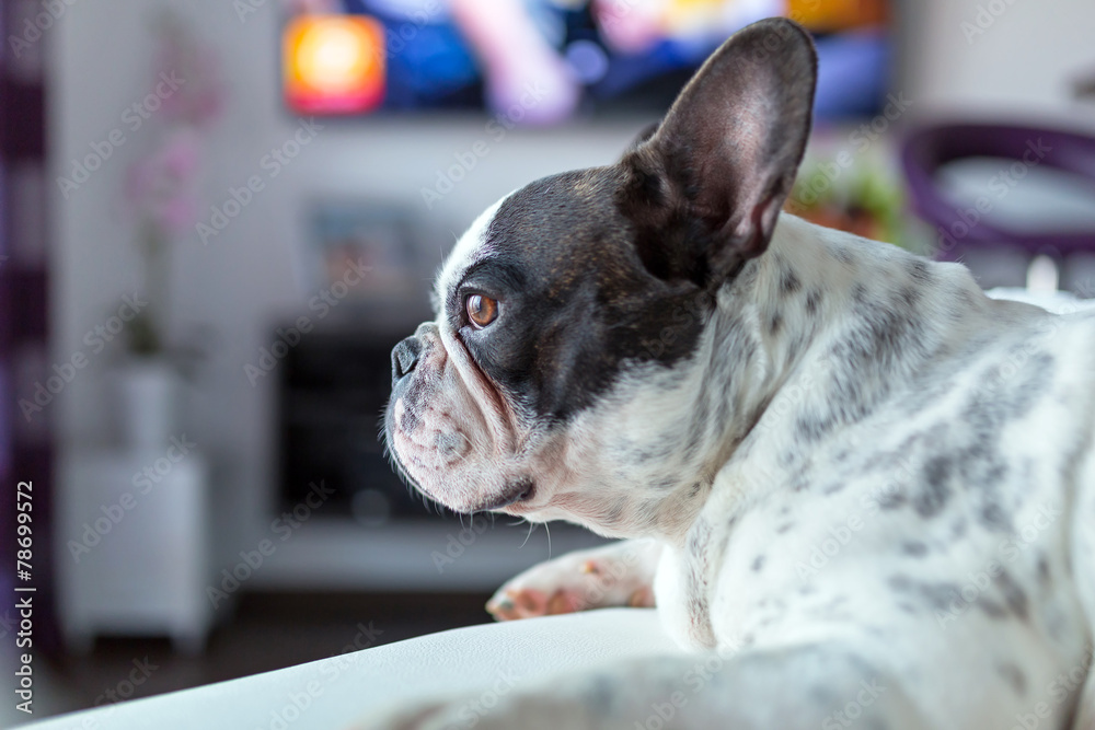 Adorable French bulldog lying down at the TV