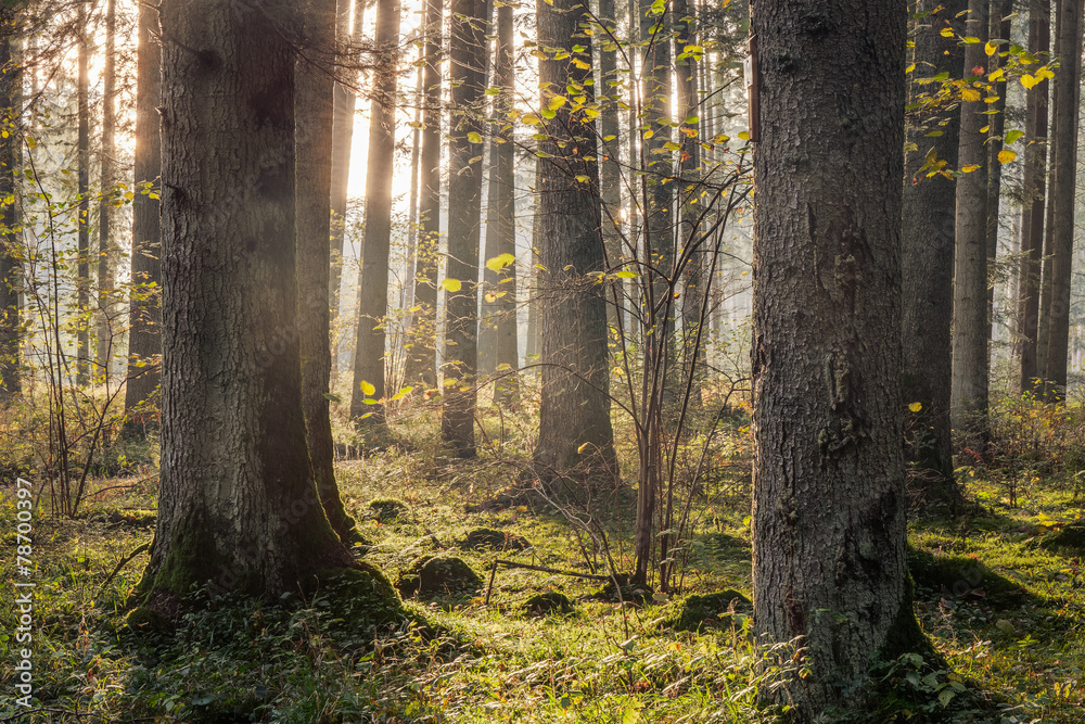 Fototapeta premium Lovely Autumn Forest