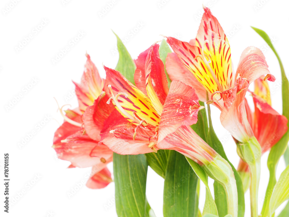 Peruvian lilies (Astroemeria) on white background Peruvian lilies (Astroemeria) on white background