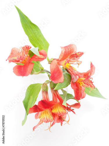 Peruvian lilies (Astroemeria) on white background photo