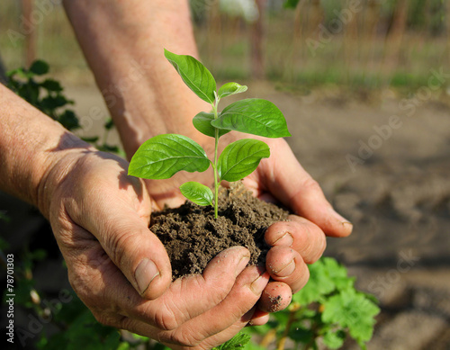 Tableau sur toile Hands holding seedling