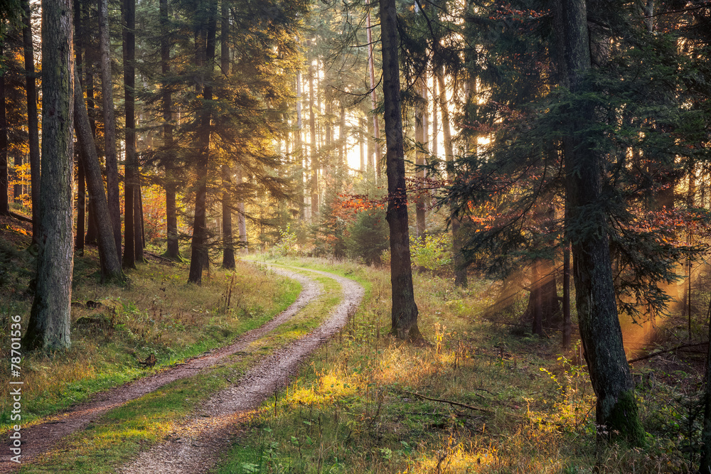 Fototapeta premium Sunrays in the Black Forest