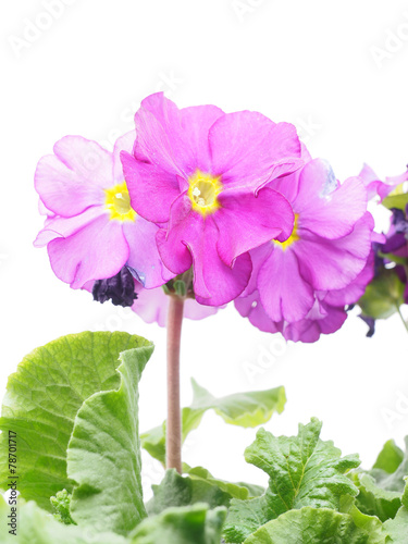 Fototapeta Naklejka Na Ścianę i Meble -  violet on a white background