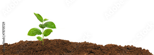 small green seedling in the ground, isolated