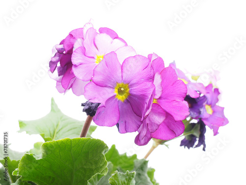 Fototapeta Naklejka Na Ścianę i Meble -  violet on a white background