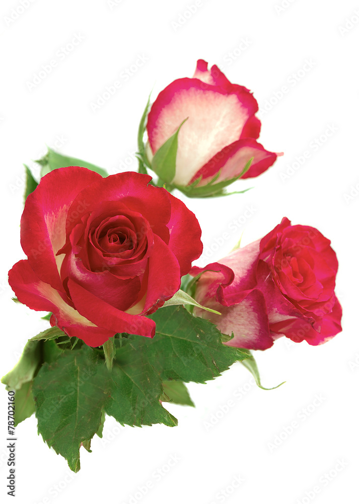 pink roses with green leaf pink roses with green leaf