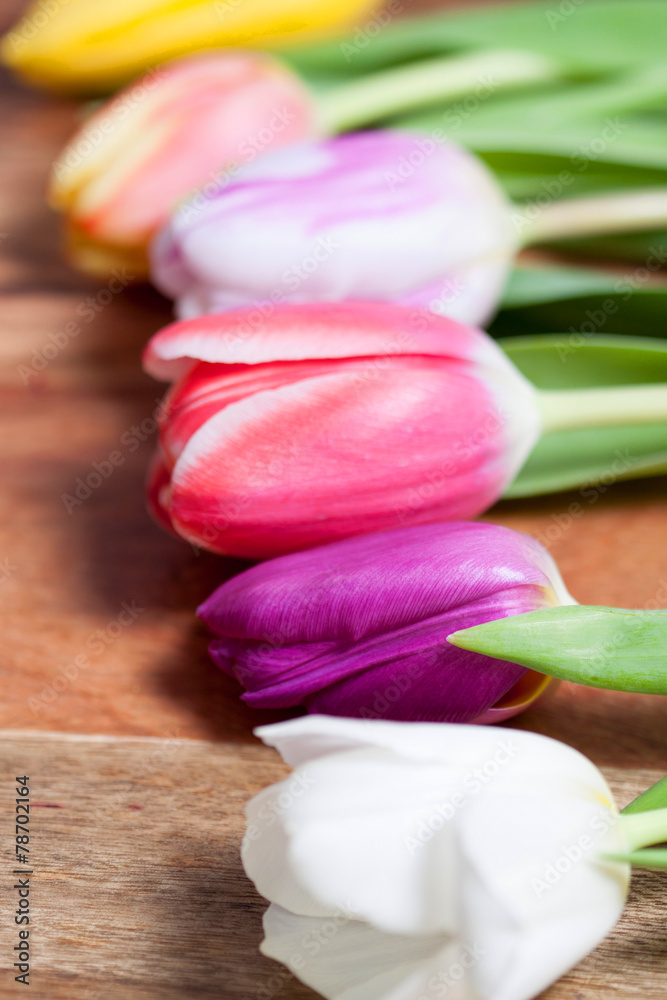 Tulpen Tulpen