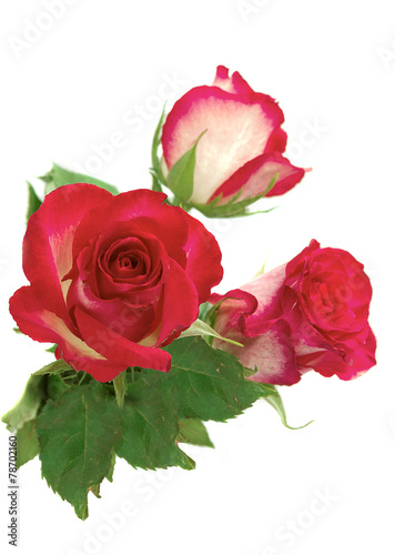 pink roses with green leaf