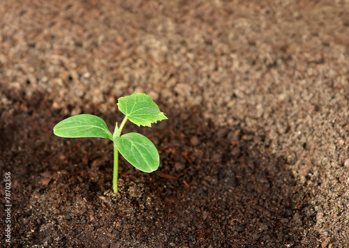 cucumber seedling in the ground, closeup